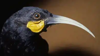 Huia