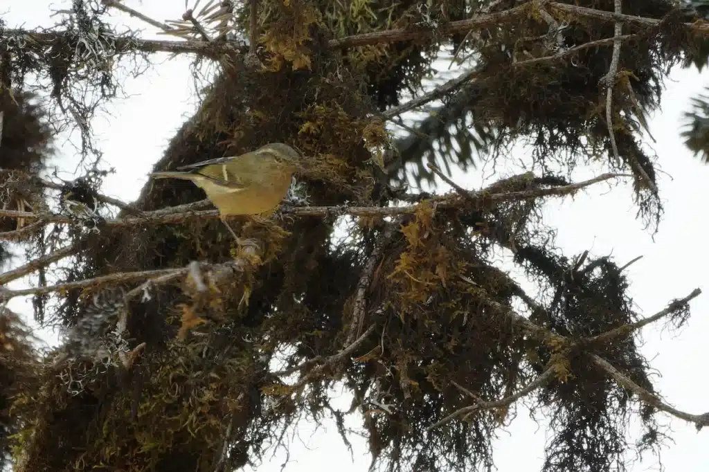 Hume's Leaf Warblers