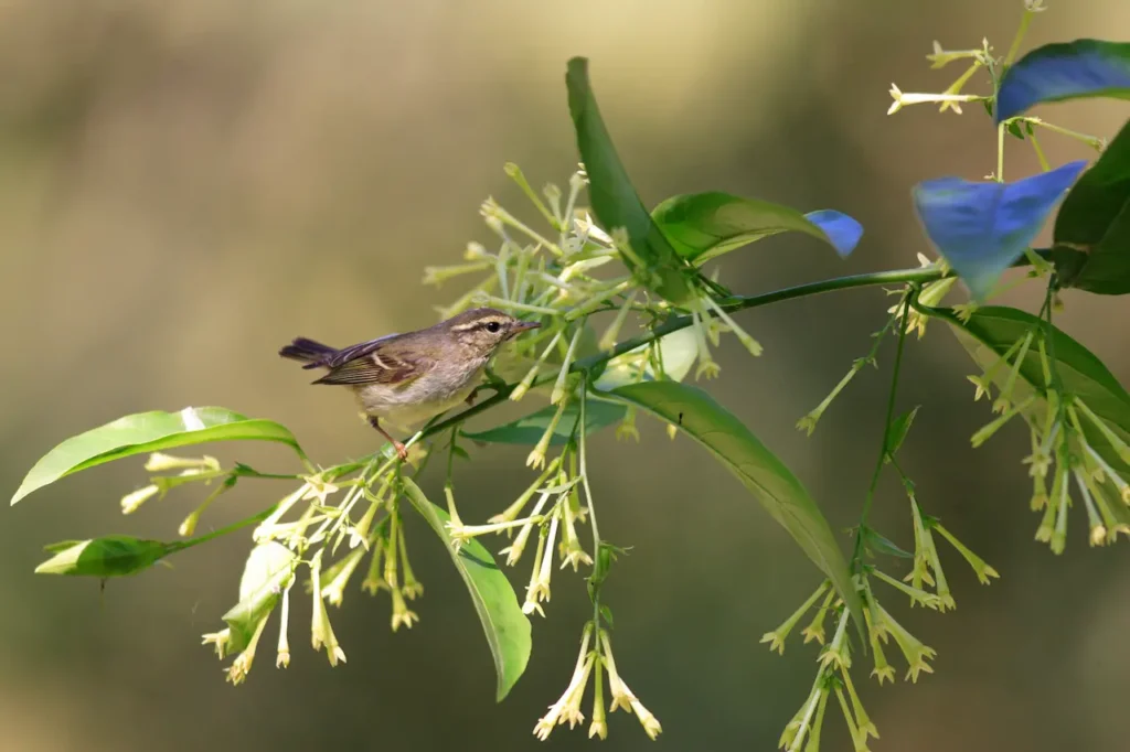 Hume's Leaf Warblers on a Tree Branch