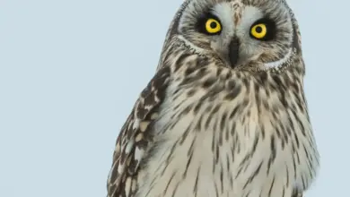 The Hume’s Owl Close Up Image