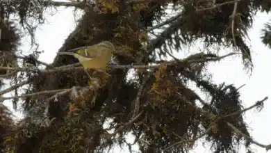 Hume's Whitethroat Warblers