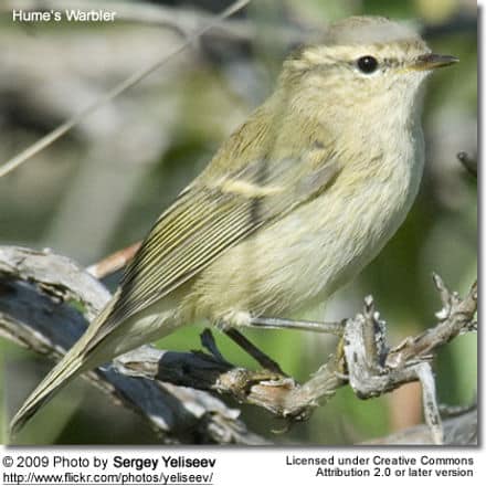 Hume’s Warbler