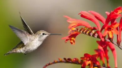 Hummingbird Description Is On Flight Drinking Water