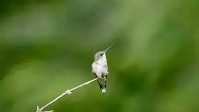 The Hummingbird In IL Perched In A Thorn Tree