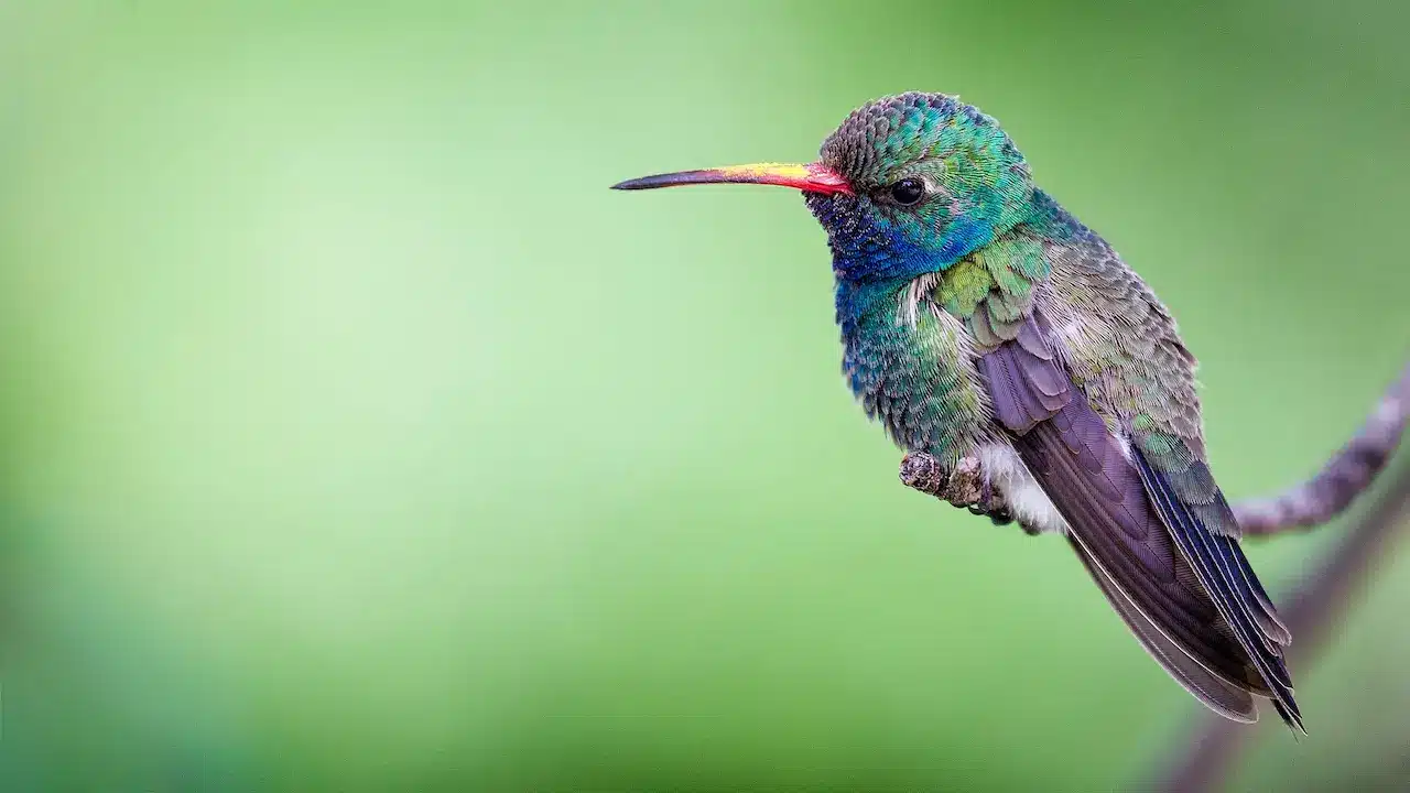 The Hummingbird Photos Is Amazing