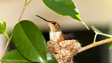 Hummingbird Reproduction Nesting in a Thorn