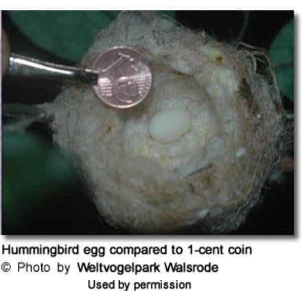 Hummingbird egg compared to 1-cent coin