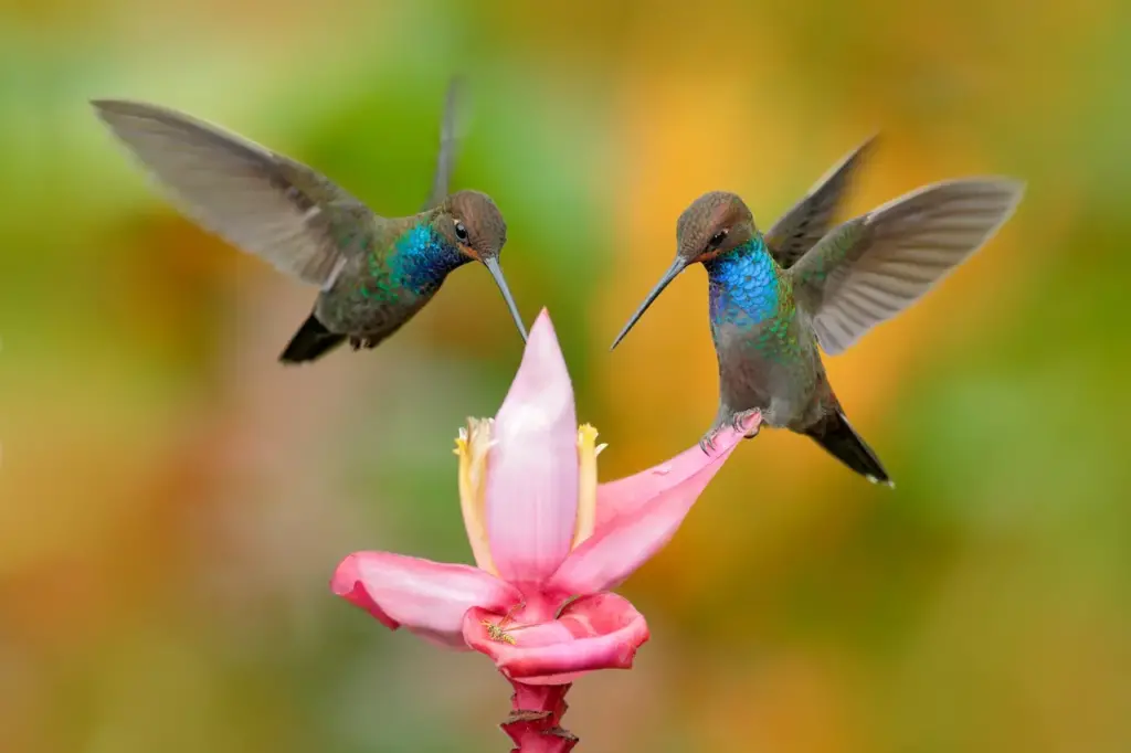 Hummingbirds on a Flower 