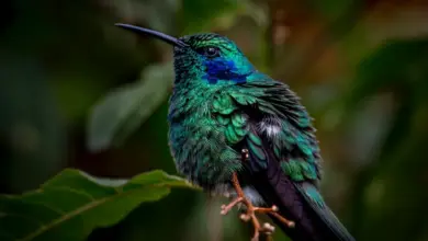 The Hummingbirds California Resting