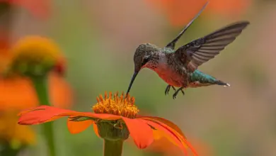 The Hummingbirds found in Alabama Get To Drink