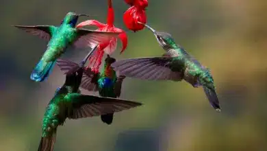 The Hummingbirds found in Canada