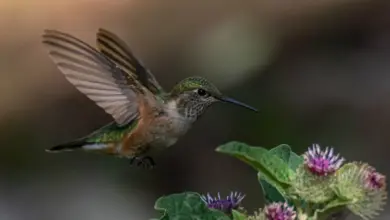 The Hummingbirds Found In Colorado