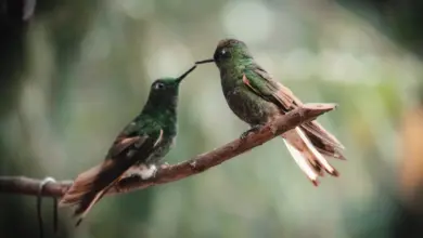 Two Hummingbirds found in Delaware On A Branch