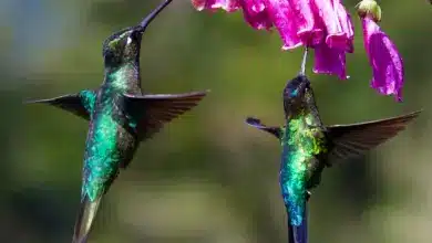 The Hummingbirds Found In Florida Get To Drink Water