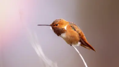 Hummingbirds found in Georgia Perched on a Thorn