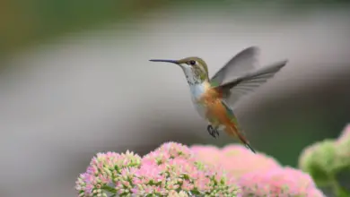 Hummingbirds Found in Kentucky Next Week