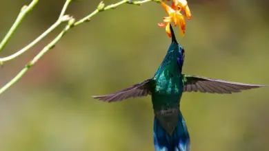 The Hummingbirds found in Louisiana
