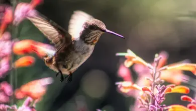 Hummingbirds found in Montana Is On Flight Looking For Food