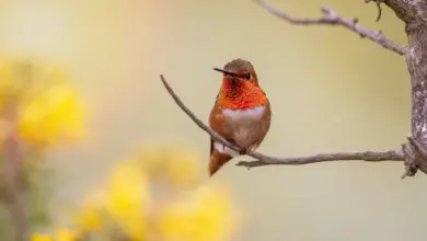 Hummingbirds found in Nevada Resting on a Branch