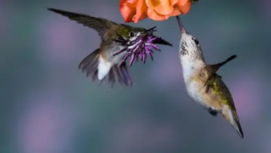 Hummingbirds found in New Jersey Drinking From The Flower