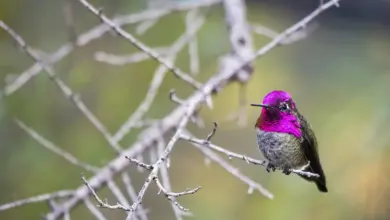 Hummingbirds found in New Mexico Perched On The Thorn