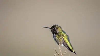 The Hummingbirds found in North Carolina