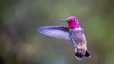 The Hummingbirds found In Ohio Is On Flight