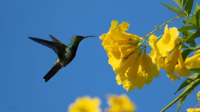 Hummingbirds found in Puerto Rico Feeding Some Flowers