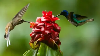 The Hummingbirds found in Texas Drinking Water