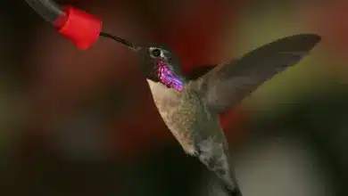 Thirsty Hummingbirds found in Virginia Drinking Water
