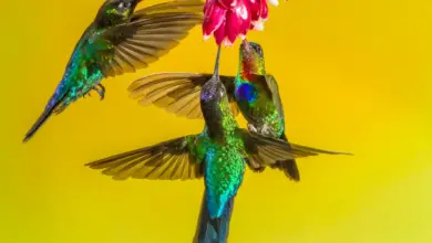Hummingbirds found in Washington State Drinking Water