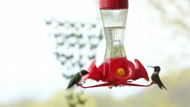 Hummingbirds in Iowa Drinking Water
