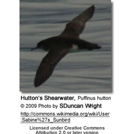 Hutton's Shearwater, Puffinus hutton
