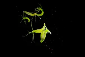 Hydra fresh-water animals of phylum Cnidaria and class Hydrozoa Under Microscope