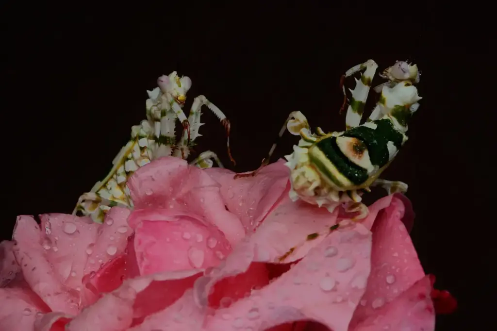 Hymenopodidae Two Flower Mantises On A Rose