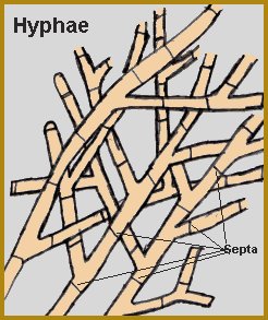 Hyphae