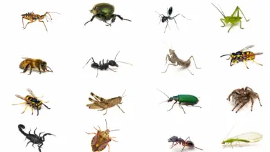 IUSSI Union for the Study of Social Insects