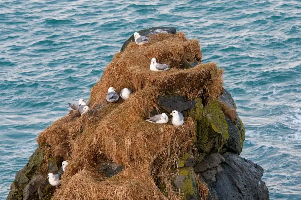 Iceland Gulls Resting On The Nest At The Rock