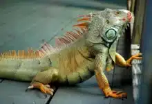 Iguana Trapping