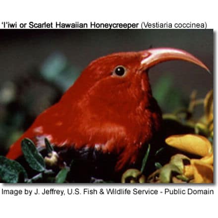 'I'iwi or Scarlet Hawaiian Honeycreeper (Vestiaria coccinea)