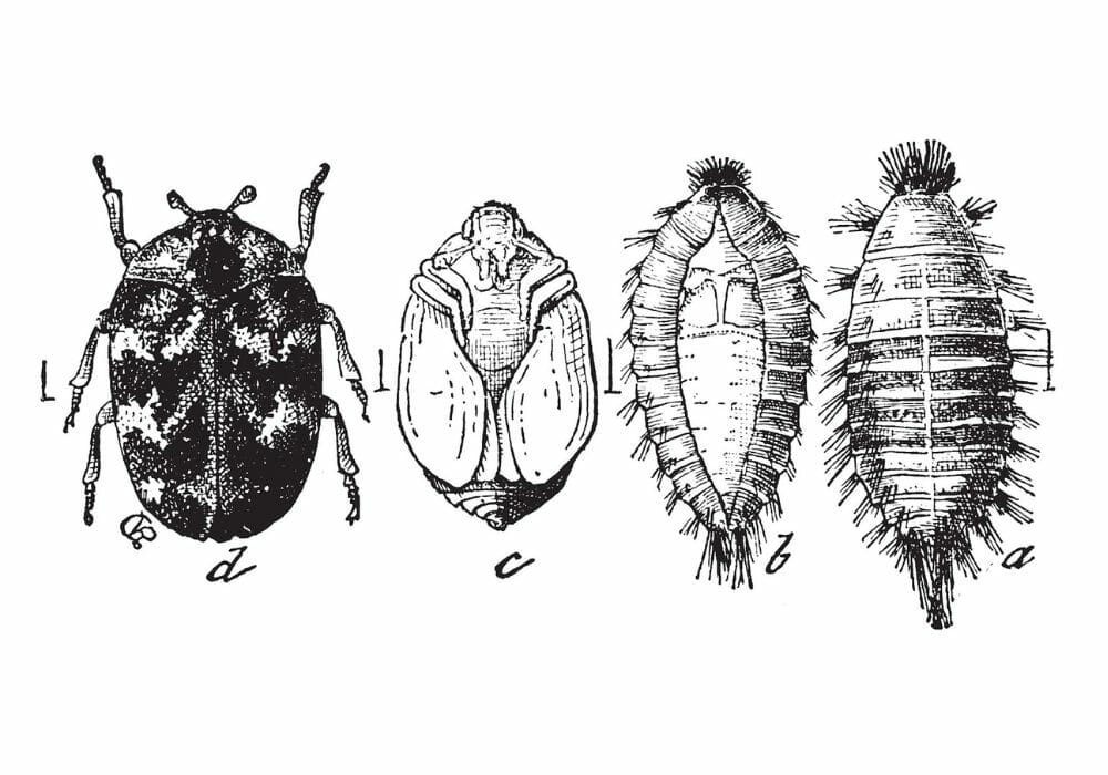 Illustration representing the stages of growth and development of carpet beetles