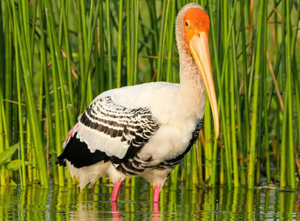 Image of Painted Storks With Green Backgrounds