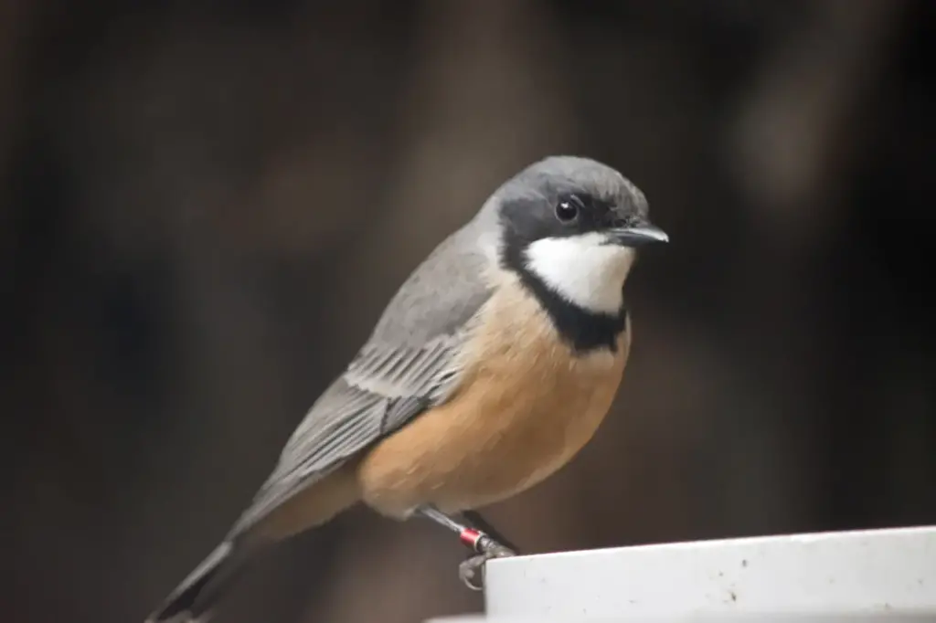 Image of Rufous Whistlers