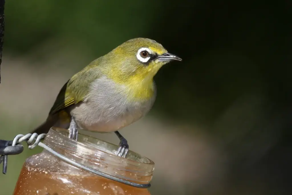 Images of White-eye Bird Species