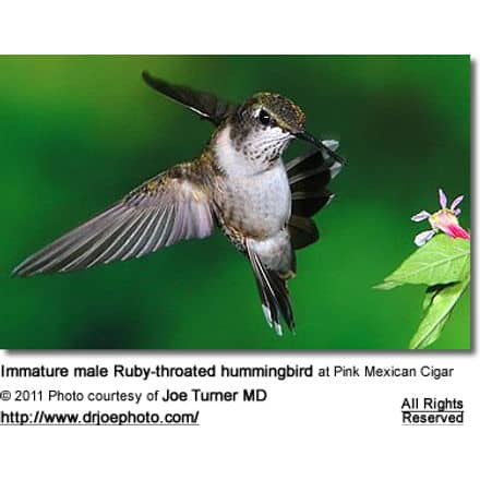 Immature male Ruby-throated hummingbird at Pink Mexican Cigar 