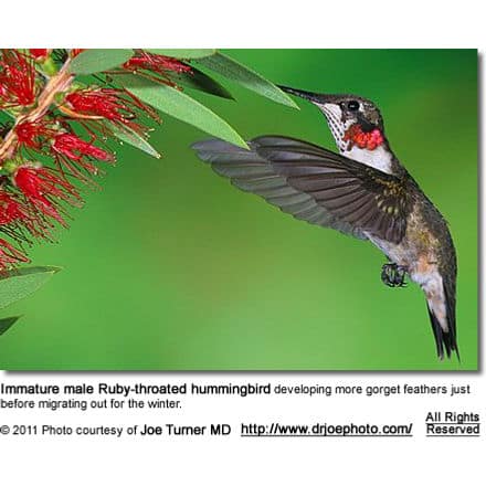 Immature male Ruby-throated hummingbird
