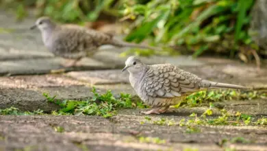 The Inca Dove Looking For Food