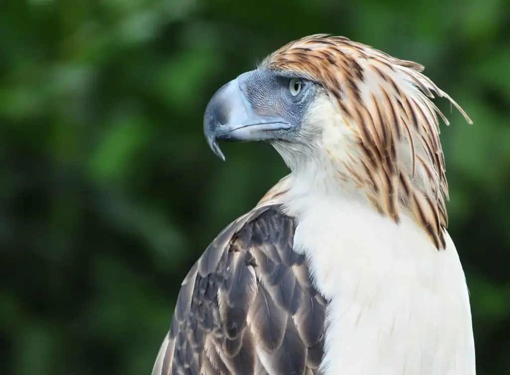 Philippine Eagle Index of Birds Found in the Philippines