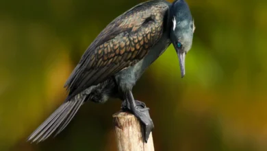 Indian Cormorants Perched on the Wood