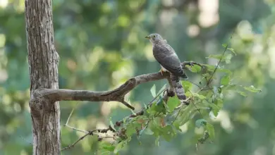 The Indian Cuckoo Resting On A Branch